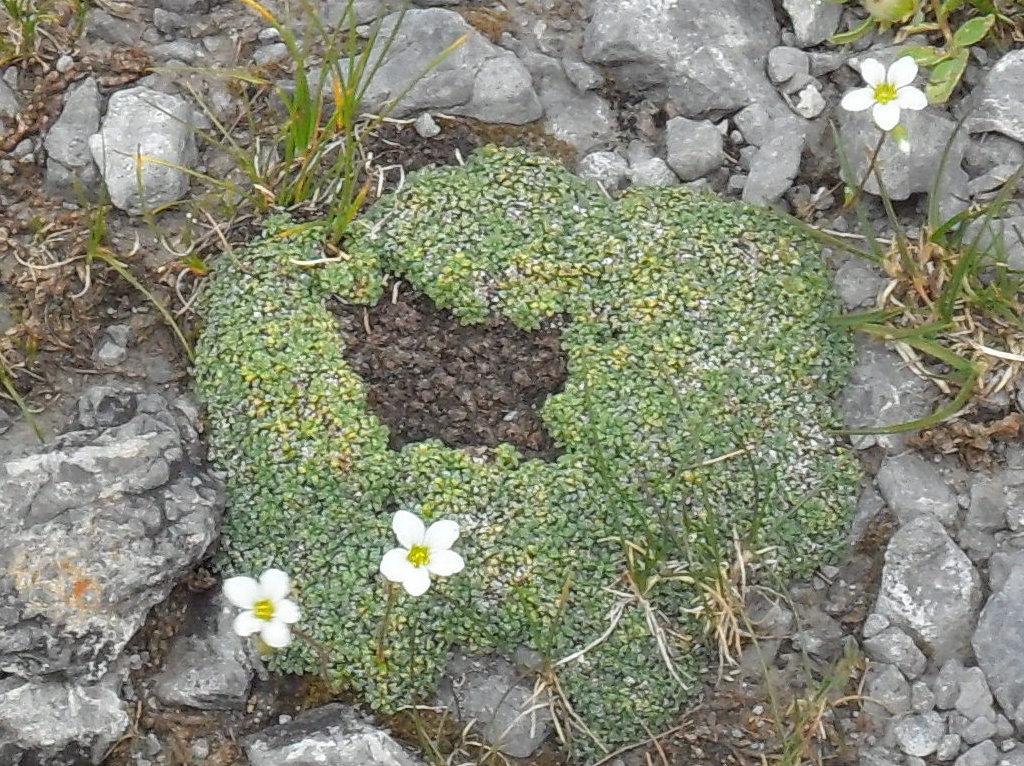 Saxifraga caesia